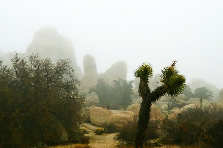 foggy landscape joshua tree california
