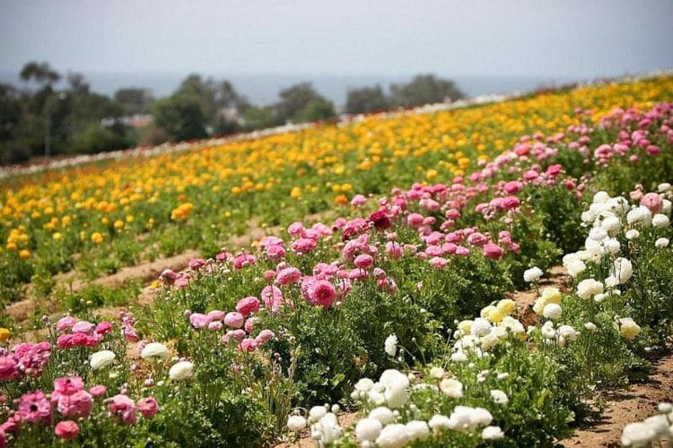 the flower fields at carlsbad ranch