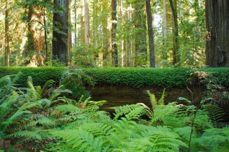 humboldt redwood state park