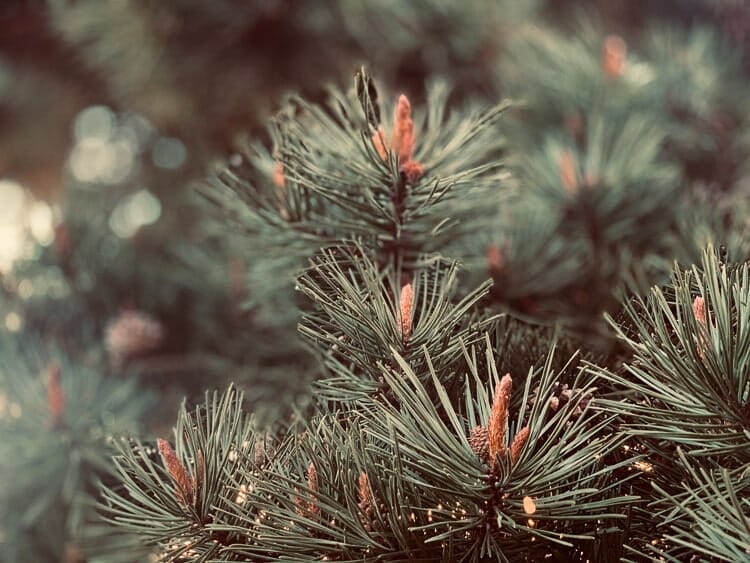 ancient bristlecone pine forest