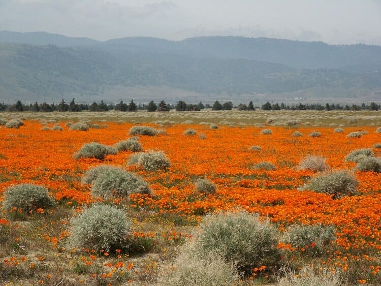 antelope valley poppy reserve california