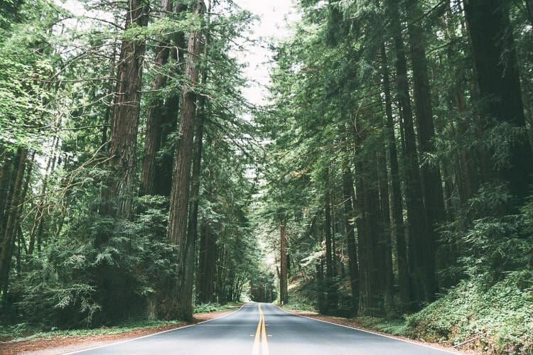 redwood trees california