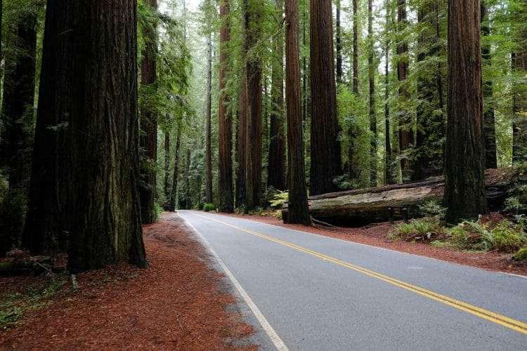 redwood trees california northern california road trip