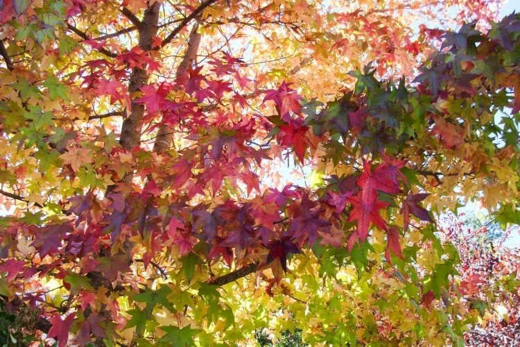 petaluma california fall leaves