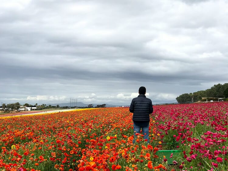 carlsbad flower fields