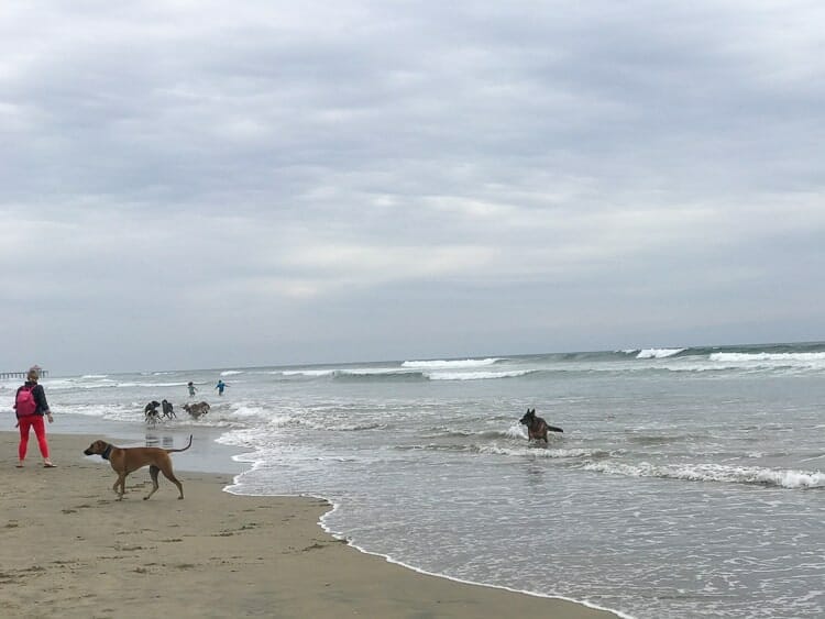 huntington dog beach 