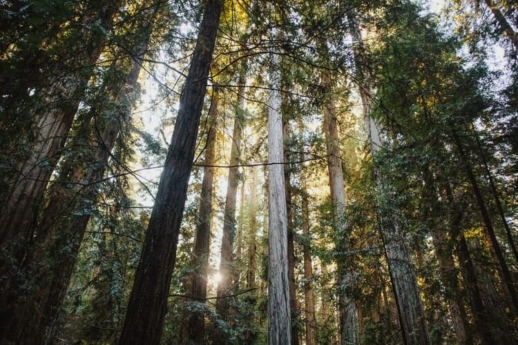 northern california trees