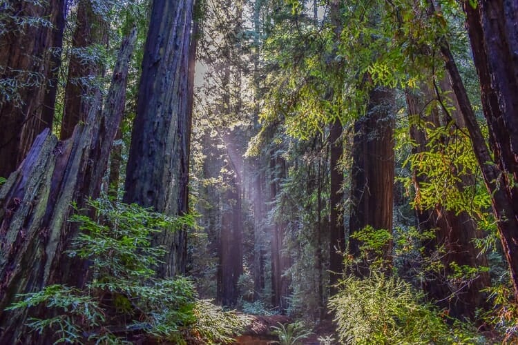 redwood trees ca