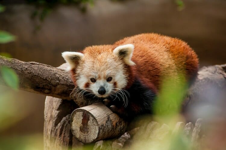 red panda san diego zoo night